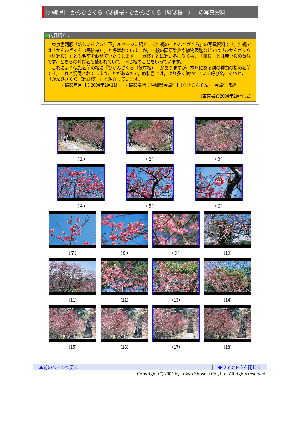 ［沖縄県］かんひざくら（寒緋桜・ひかんざくら［緋寒桜］）