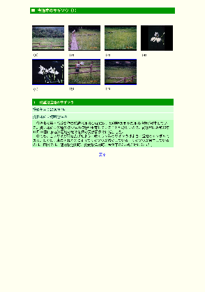 ［愛媛県］今治市のサギソウ（１）／蛇越池湿地のサギソウ