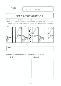 植物の水の通り道を調べよう（６年「植物の養分と水の通り道」）