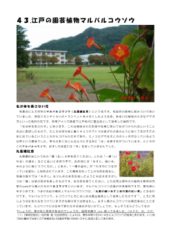 ４３．江戸の園芸植物マルバルコウソウ(学舎花逍遥）