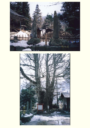 ［山形県］高浜虚子親子句碑と大イチョウ，根本中堂(山寺）