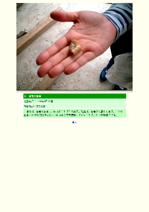 ［静岡県］６　椎茸の菌糸