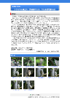 ［茨城県］フクロウの巣立ち（牛久市・牛久自然観察の森）