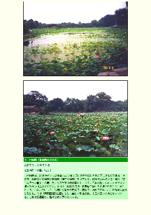 ［中国］円明園（長春園の蓮の花）