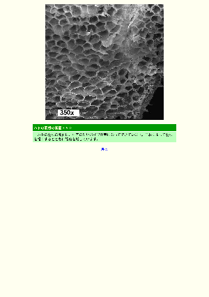 ［電子顕微鏡画像］ハトの羽根の断面350倍