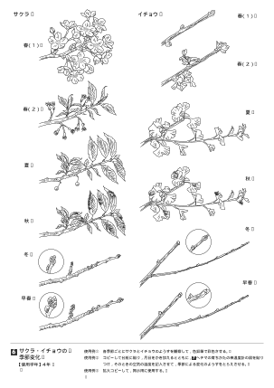 サクラ・イチョウの季節変化（オリジナル図版集）