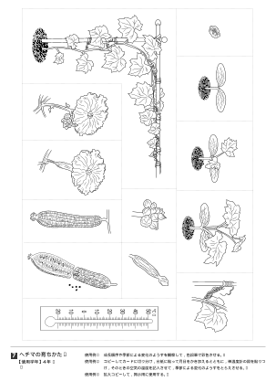 ヘチマの育ちかた（オリジナル図版集）
