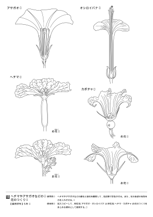 ヘチマやアサガオなどの花のつくり（オリジナル図版集）