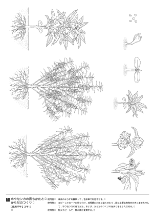 ホウセンカの育ちかたとからだのつくり（オリジナル図版集）