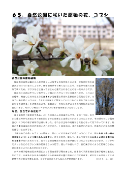 ６５．自然公園に咲いた原始の花、コブシ(学舎花逍遥）