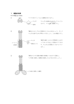 ［板書例］マツの花とまつかさ