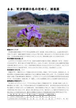 ６６．天才軍師の名の花咲く、諸葛菜(学舎花逍遥）