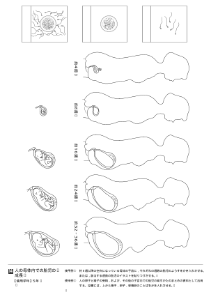 人の母体内での胎児の成長（オリジナル図版集）