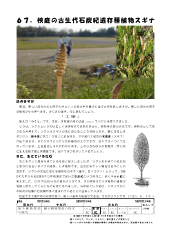 ６７．校庭の古生代石炭紀遺存種植物スギナ(学舎花逍遥）