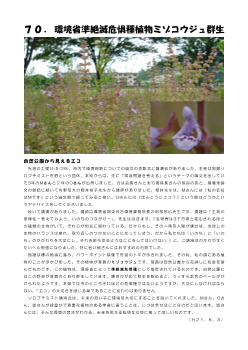 ７０．環境省準絶滅危惧種植物ミゾコウジュ群生(学舎花逍遥）