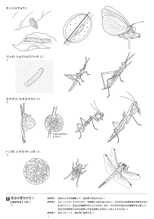 昆虫の育ちかた（オリジナル図版集）
