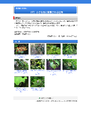 ［茨城県］自然（47）小さな虫に蹂躙される植物