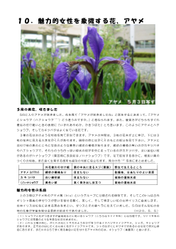 １０．魅力的女性を象徴する花、アヤメ(学舎花逍遥）