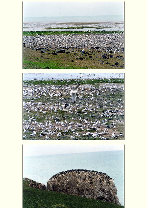 ［中国］青海湖・烏島