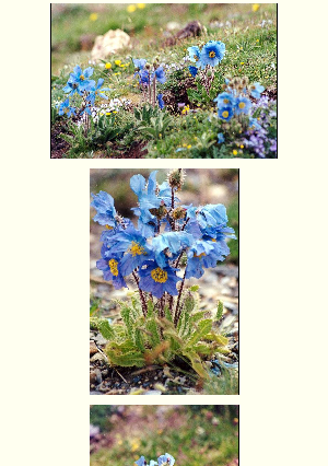 ［中国］青蔵高原・幻の青いケシの花