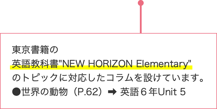 東京書籍の英語教科書 NEW HORIZON Elementary のトピックに対応したコラムを設けています。●世界の動物（P.62）➡ 英語６年Unit 5